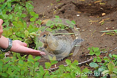 Arctic ground squirrel Urocitellus parryii touches personâ€™s hand with its paws. Stock Photo